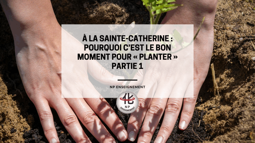 À la Sainte-Catherine, tout bois prend racine. Découvrez pourquoi ce moment symbolique est idéal pour planter, décider et lancer un nouveau projet personnel ou professionnel.