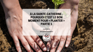 À la Sainte-Catherine, tout bois prend racine. Découvrez pourquoi ce moment symbolique est idéal pour planter, décider et lancer un nouveau projet personnel ou professionnel.