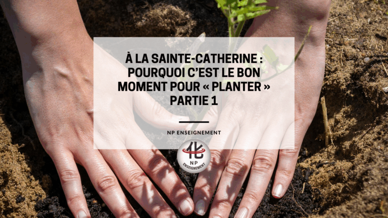 À la Sainte-Catherine, tout bois prend racine. Découvrez pourquoi ce moment symbolique est idéal pour planter, décider et lancer un nouveau projet personnel ou professionnel.