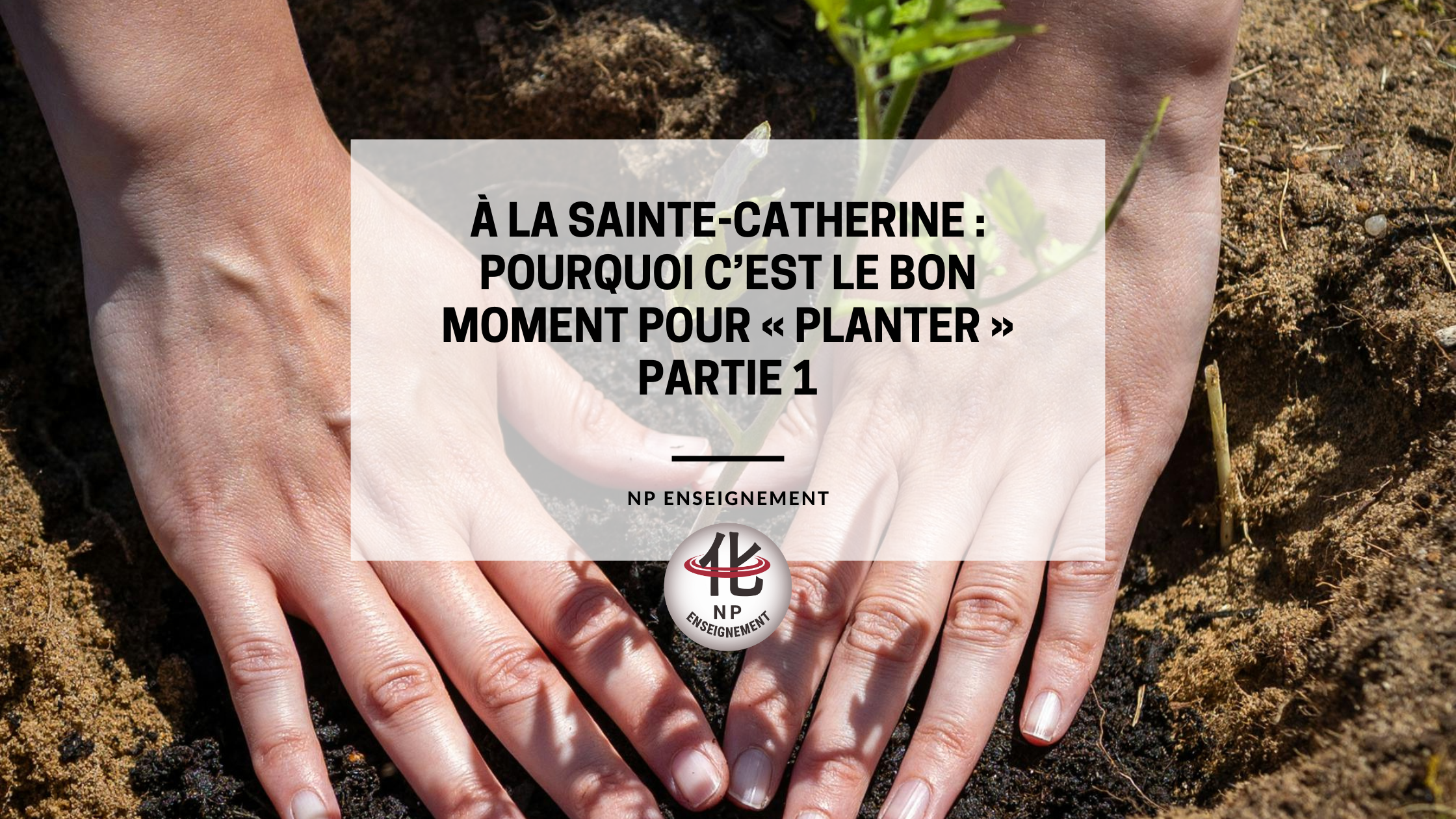 À la Sainte-Catherine, tout bois prend racine. Découvrez pourquoi ce moment symbolique est idéal pour planter, décider et lancer un nouveau projet personnel ou professionnel.