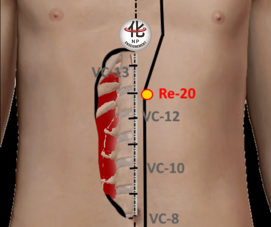 Thérapies manuelles chinoises – travail du point RE20