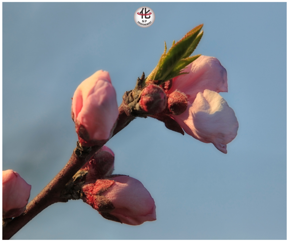 croissance, expansion, énergie Yang montante