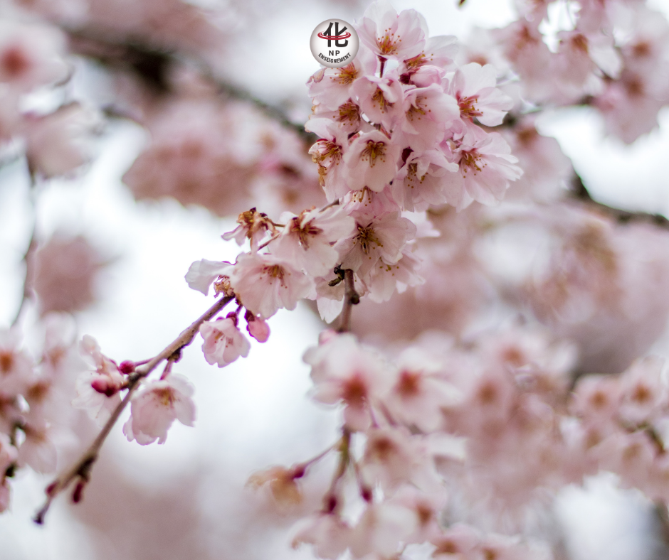 croissance, expansion, énergie Yang montante