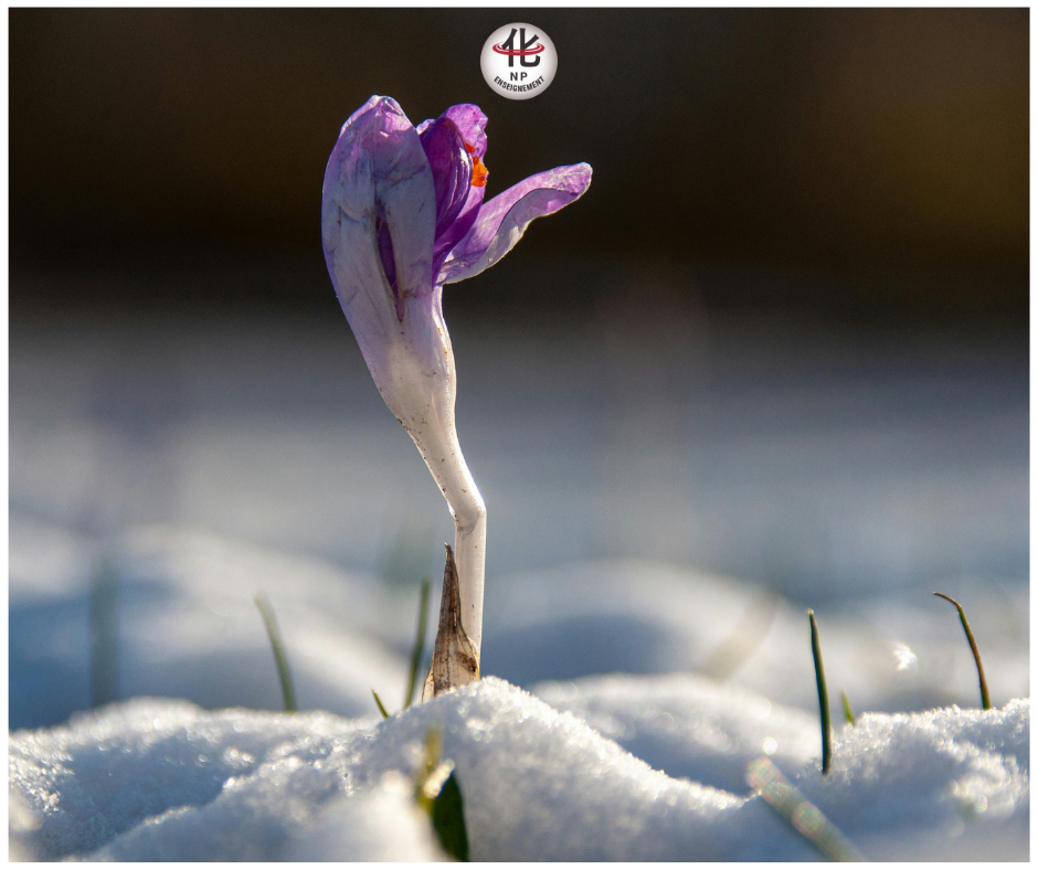 Foie organe détoxification phases I et II physiologie moderne