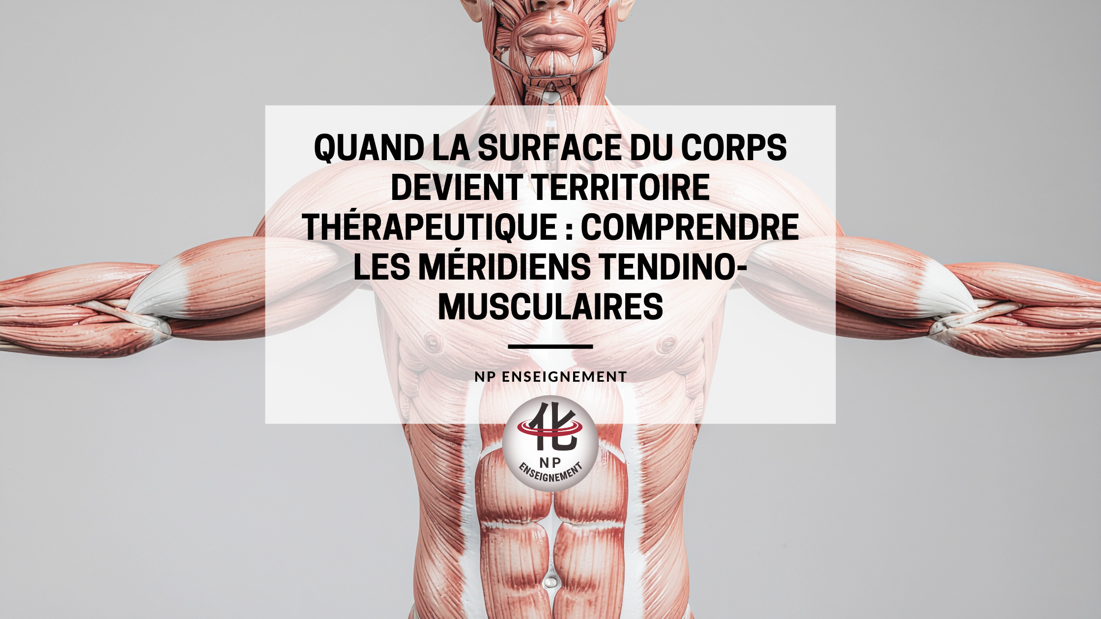 Schéma des méridiens tendino-musculaires JingJin et des chaînes musculaires du corps humain