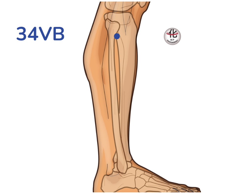 localisation VB34, point acupuncture genou externe, tête du péroné acupuncture, Yang Ling Quan emplacement