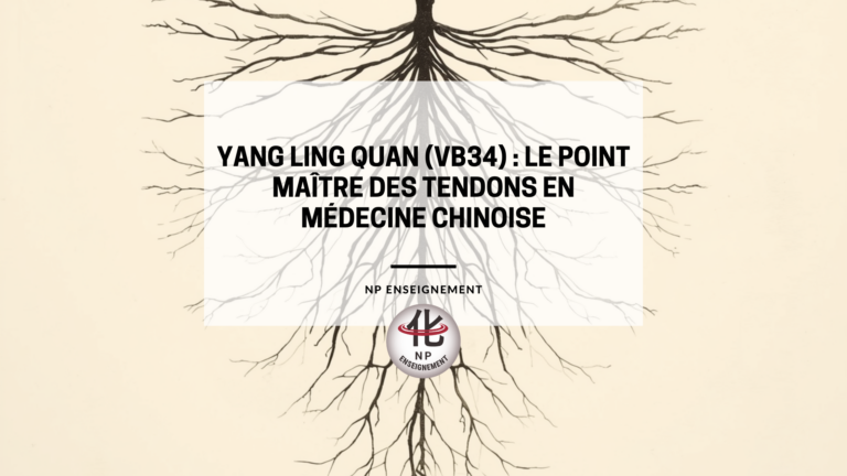 Schéma du corps humain montrant les méridiens avec mise en évidence du point Yang Ling Quan VB34 sur le genou externe