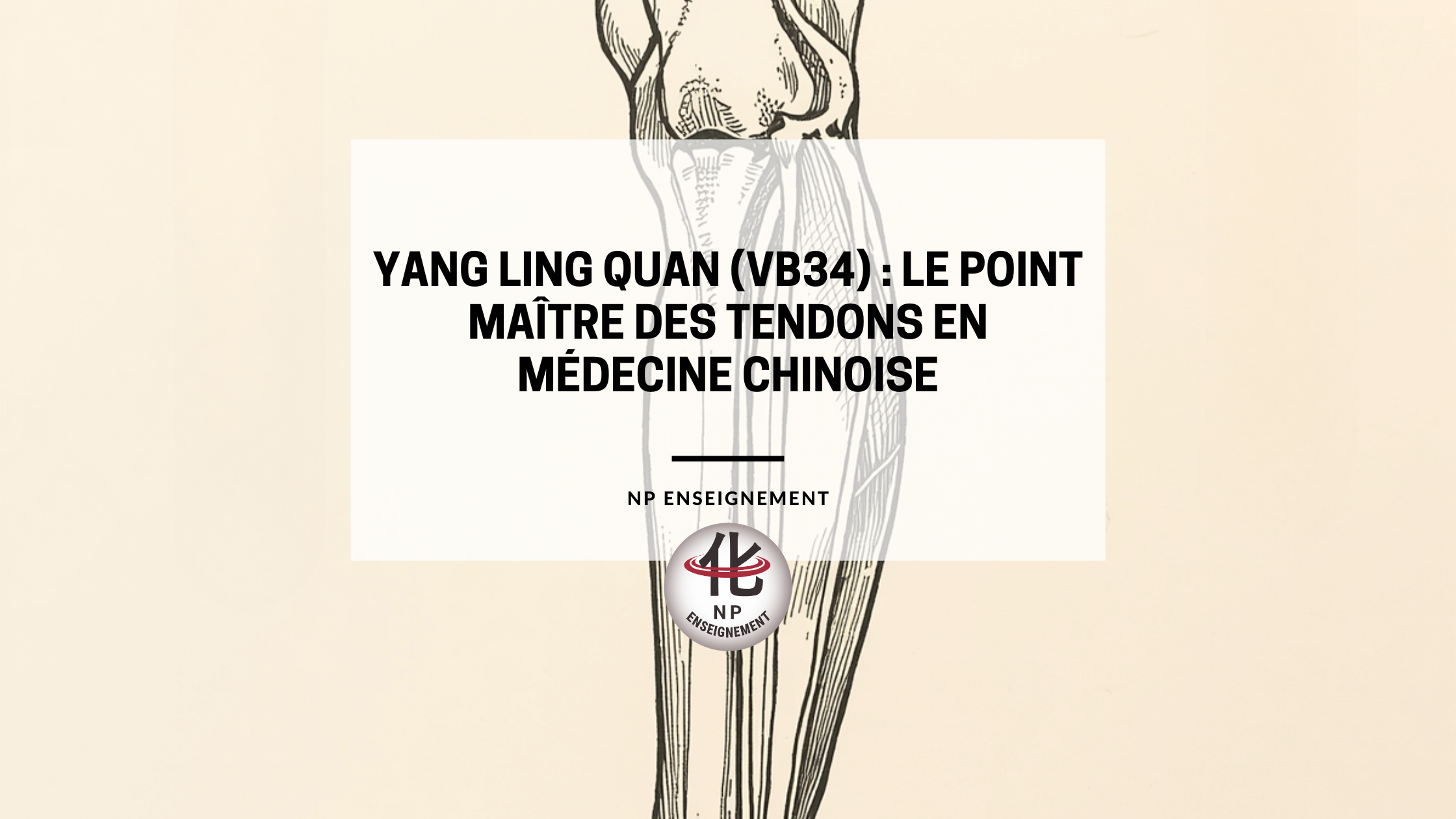 Schéma du corps humain montrant les méridiens avec mise en évidence du point Yang Ling Quan VB34 sur le genou externe