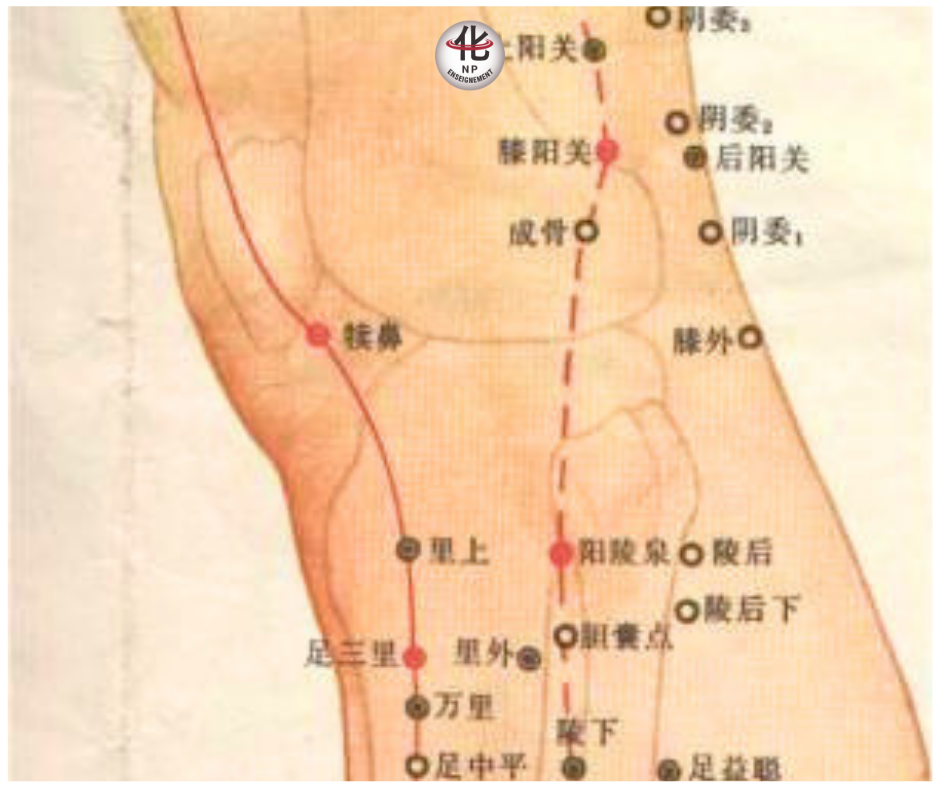 localisation VB34, point acupuncture genou externe, tête du péroné acupuncture, Yang Ling Quan emplacement