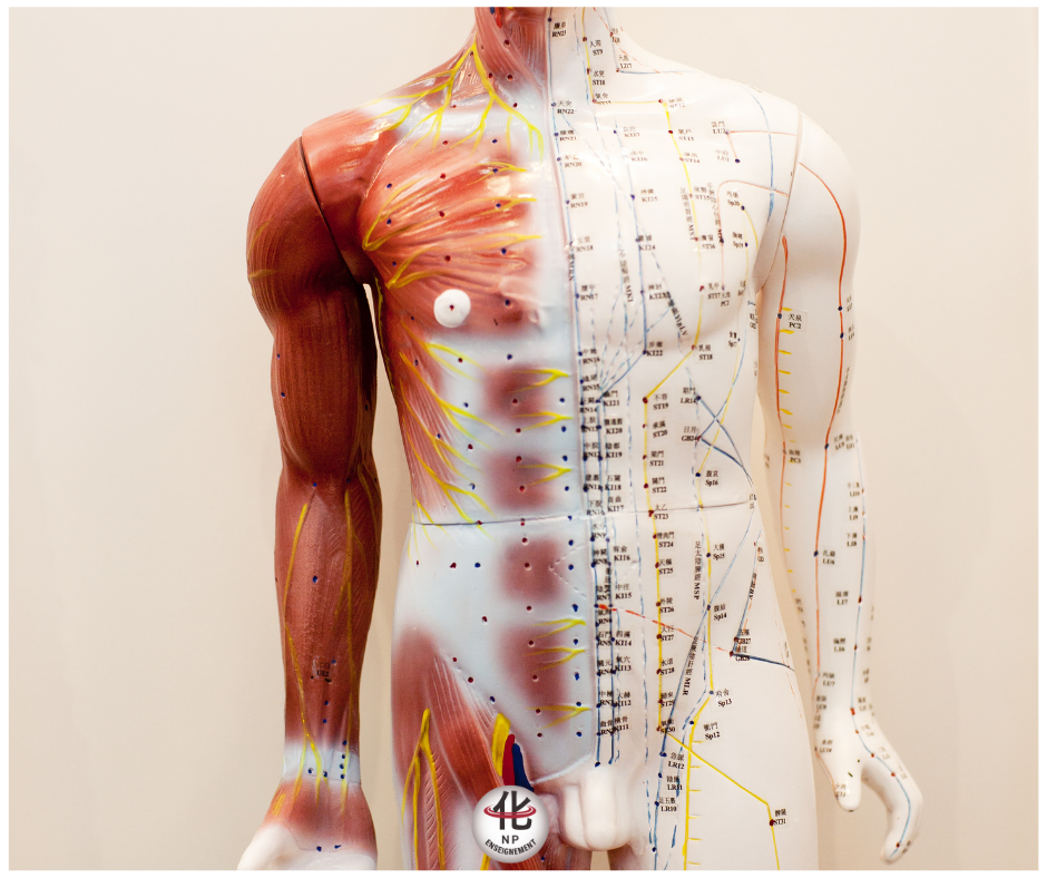 Schéma des couches du corps : peau, muscles, méridiens, centre de production des substrats