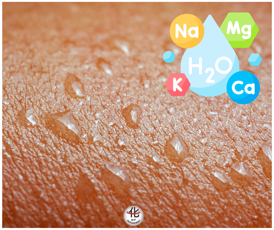 perte de sodium potassium et magnésium dans la sueur pendant la transpiration en été