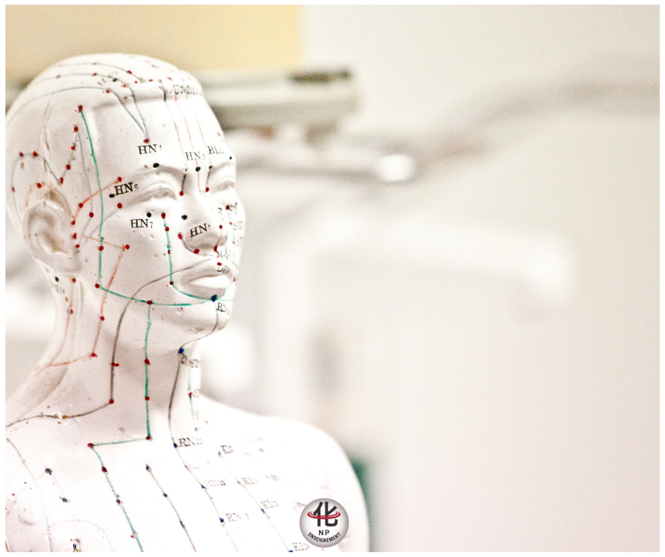 schéma des méridiens utilisés pour les ventouses en médecine chinoise
