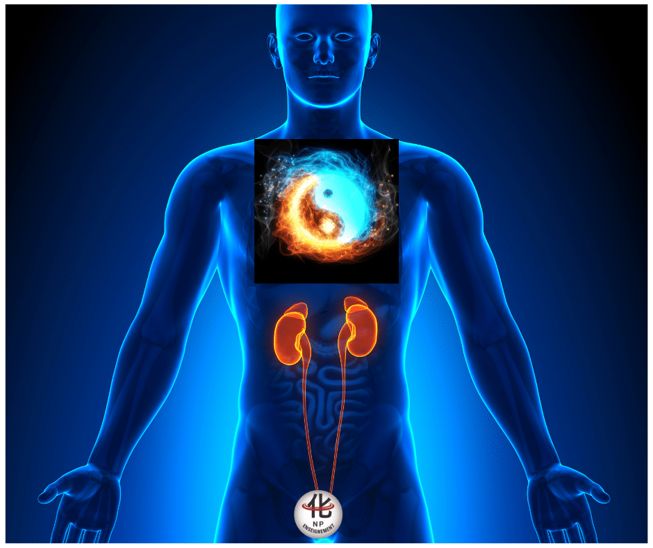 relation entre rein et énergie vitale Jing en médecine chinoise traditionnelle et équilibre yin yang